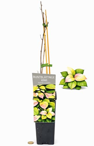 POWERS TO FLOWERS - KIWI BUNTBLATTRIGER, IDEALE PER PERGOLE, piante vere