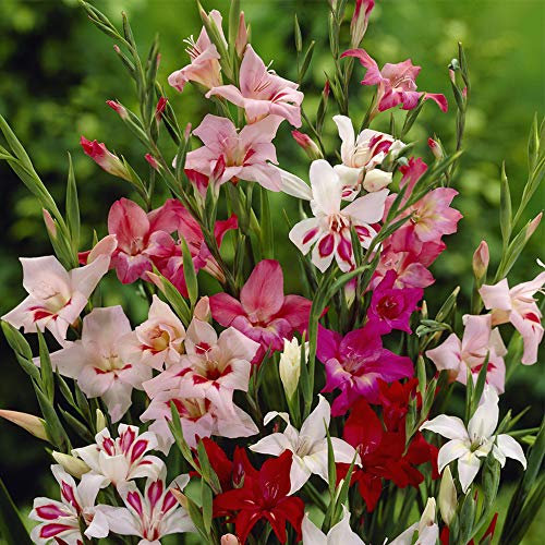 YouGarden Gladilous 'Lipstick' Mix, Set of 30 Bulbs Size 7/8, Ready to Plant in Autumn, Late Spring to Early Summer Flowers, Plants for Garden Borders and Patio Pots