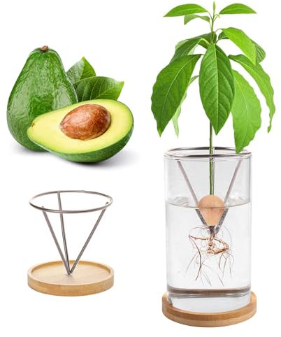 Kits de germination de plantes, kits de culture d'avocat, vase de culture d'avocat, base en bois, vase de démarrage de graines d'avocat, pot en verre, démarrage facile