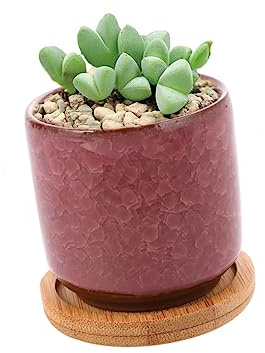 BESPORTBLE macetas de cerámica de Colores Succulentas Cactus decoración maceteros pequeño suculento vivero macetas Colgantes al Aire Patio macetas suculentas ollas carnosas Mini ollas
