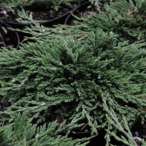 Potted Hardy Garden Plant Creeping Juniper, Dwarf Conifer, Evergreen Groundcover, Low Maintenance, 1 x Juniperus Horizontalis Pancake Plant in a 3 Litre Pot by Thompson & Morgan (1)