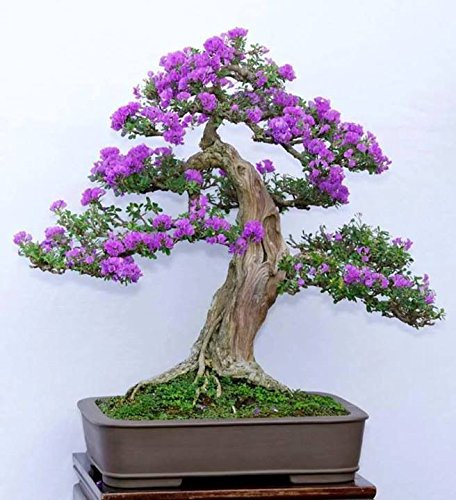 15 Semi Syringa vulgaris (lilla comune viola Albero)