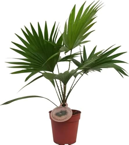 Livistona Natural Palmera Resistente para el Hogar