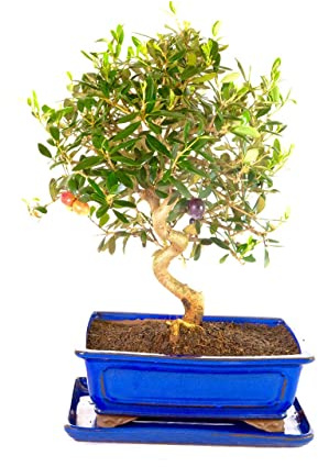 Árbol Olivo Bonsái Maceta Cerámica Ornamental Planta Natural para Decorar el Hogar Bonsá Aceitunero