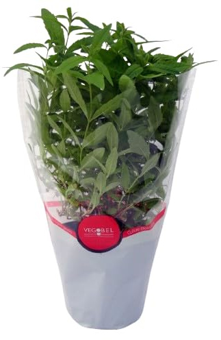 Hierba Luisa (Aloysia Citrodora): Planta para Infusiones con un Aroma Inigualable y Propiedades Saludables