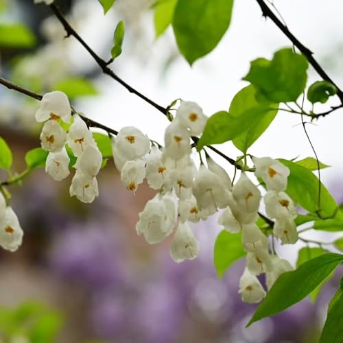 Semillas del árbol de campanilla de invierno - verano, Árbol lirio los valles resistentes variedades antiguas interior, 150pcs