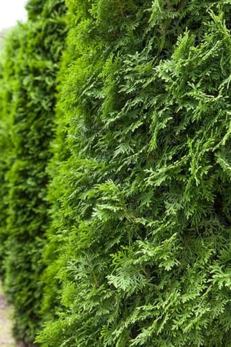 Lebensbaum Thuja occidentalis Columna 175-200 cm winterhart immergrün | Schmalwüchsige Säulenform, ideal für Sichtschutz, schnittvertraeglich, robust, dichter Wuchs, langlebige Heckenpflanze