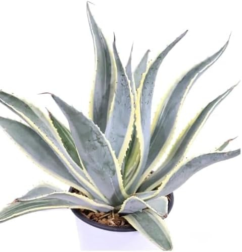Suculenta suculenta de exterior interior con maceta (AGAVE MARGINATA 30-35 CM -)