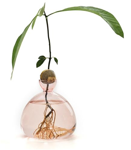 Hogvinnatil Vaso in Vetro Trasparente per Semi di Avocado e Piante - per Fiori e Alberi
