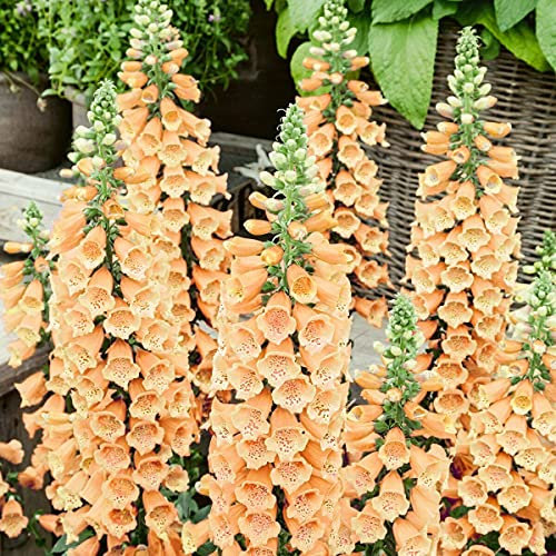 Buy4Seeds Digitalis Foxglove Apricot 2000 Finest Seeds Perennial Flower Easy to Grow