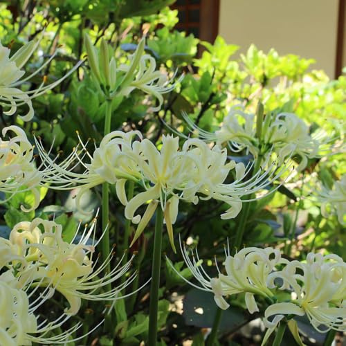 Lycoris Radiata bulbi giglio ragno balcone letti elevati giardino rocce Letti elevati per giardino resistenti primavera bonsái interni 4pcs