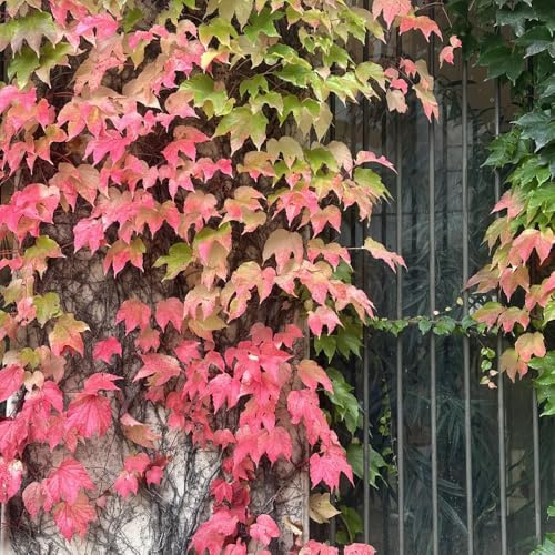 Parthenocissus tricuspidata - vaso Parthenocissus tricuspidata interno balcone resistenti semi di giardino tetti verdi resistenti esterno 800pcs