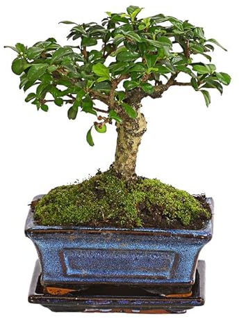 Bonsái del Árbol de Té de Fukien Natural Carmona Microphylla