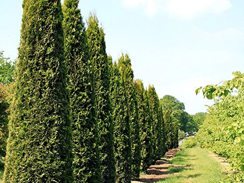 1 Stk. Thuja Lebensbaum Smaragd - Thujahecke Containerware 100-125 cm hoch - Thuja occidentalis Smaragd - Garten von Ehren®