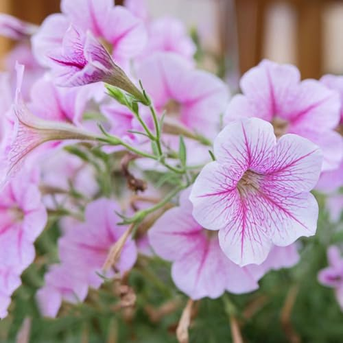 campane magiche arbusto di farfalle semi di perenne resistenti serrature balcone giardino interno selvaggio, semina autunno, perenne selvaggio 750pcs