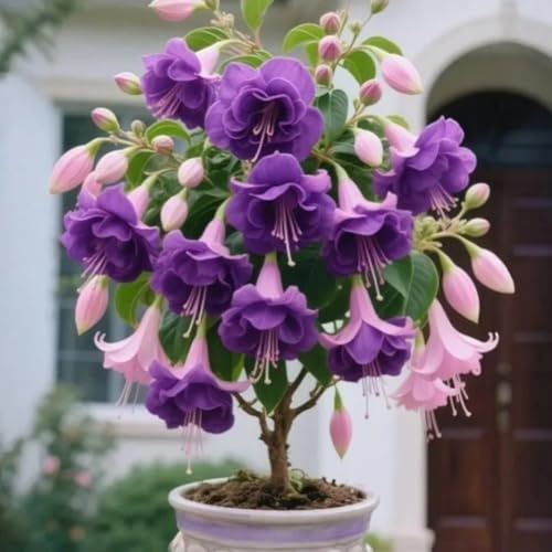 Bulbos de rosa del desierto de calidad, con gran capacidad de enraizamiento.-1 Tubérculo-I