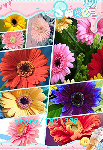 100 palline di crisantemo americano artificiali a forma di margherita, fiori artificiali in seta, per decorazione domestica e per i semi