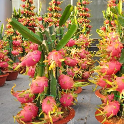 Plante Pitaya rouge, fruit du dragon, 30-40 cm, variété autofertile Zamorano/Guyute