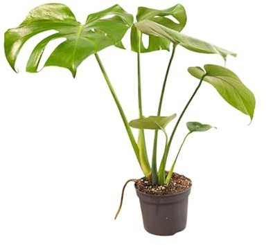 Planta Costilla de Adán Viva – Monstera Deliciosa Tropical y Natural Decoración de Alto Impacto