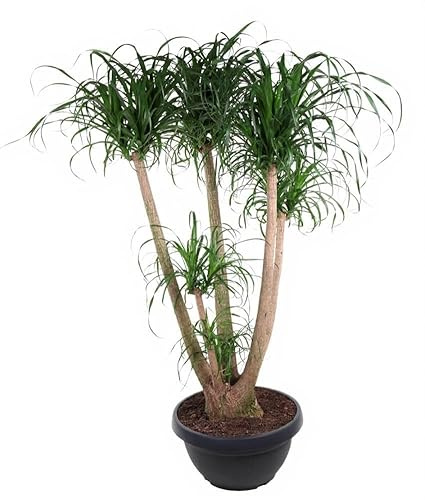Beaucarnea recurvata Elefantenfuß verzweigt Zimmerpflanze 170 cm Höhe 4 ft
