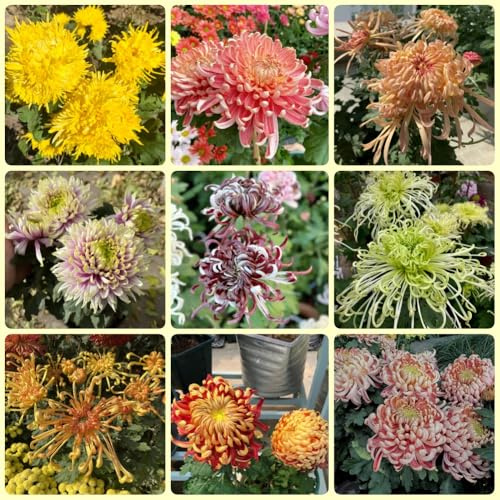Semi di crisantemo, resistenti biologici regali da giardino per le donne giardino semi di Le da giardino sono 500pcs
