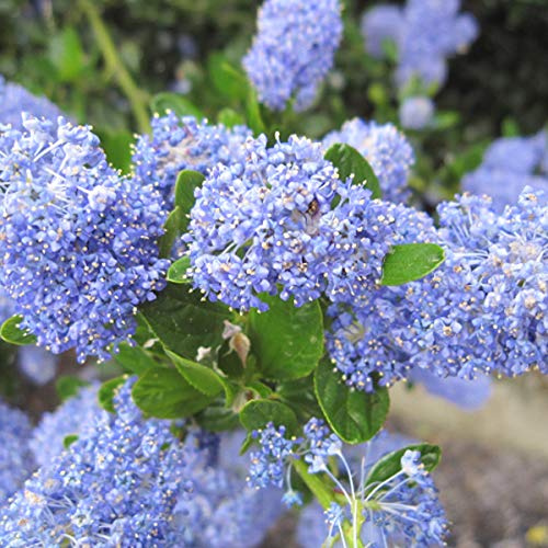 Säckelblume 'Victoria' - Ceanothus Impressus 'Victoria' - 30-40 cm Topf - Blaue Blüten, winterhart