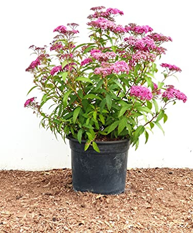 Sommerspiere Spiraea japonica Anthony Waterer 30-40 cm winterhart | Bienenweide, sonniger Standort, rote Bluetenrispen, schnittvertraeglich, ideal fuer Beet und Rabatte