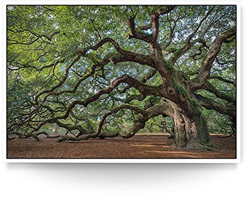 BilderKing Wandbild Baum Alte Eiche - 150cm x 100cm Leinwand auf 2cm Keilrahmen mit Schattenfugenrahmen weiß
