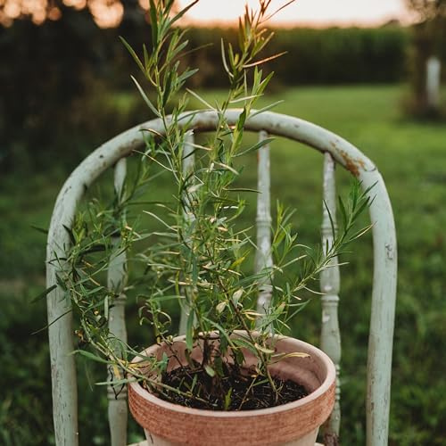 Russian Tarragon - 250 Seeds - Easy Grow Herb, Non-GMO Heirloom Tarragon Seeds for Planting in The Home Garden, Thresh Seed Company