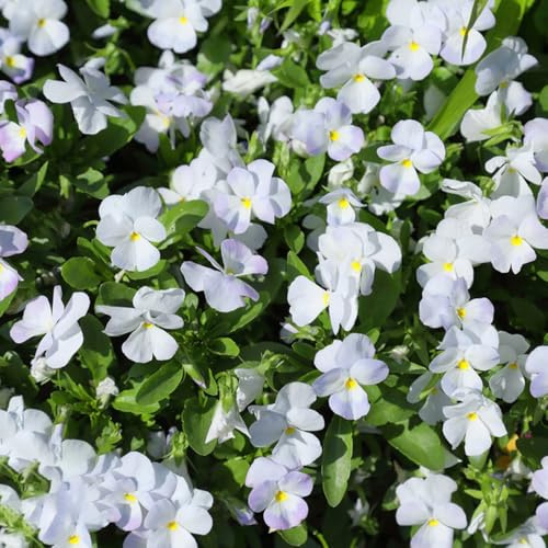 stiefmütterchen blumenwiese mehrjährig winterhart balkonblumen bodendecker winterhart gartenpflanzen exotische pflanzensamen balkonpflanzen 100samen