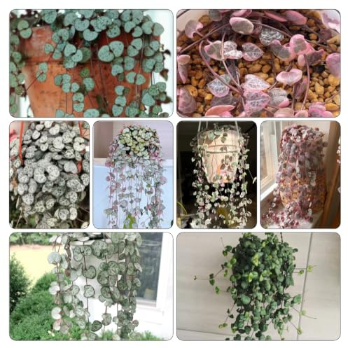 semillas de candelabro - Ceropegia woodii, balcón invernadero 120pcs