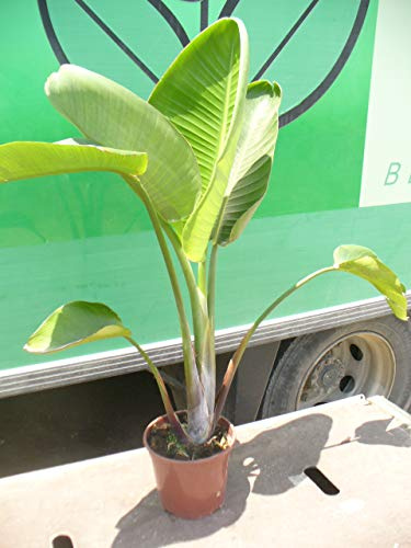 Strelitzia Nicolai/Augusta une vraie plante, environ 100 cm / + de haut