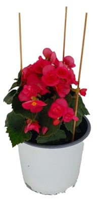 Begonia Natural Planta de Jardín con Flores Naturales y Coloridas