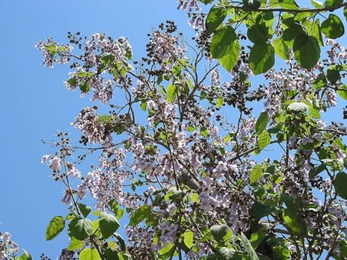 Blauglockenbaum Paulownia tomentosa Pflanze 5-10cm Kaiserbaum Kaiser-Paulownie