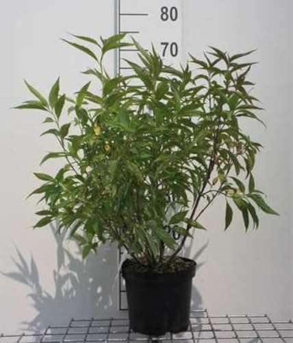 Elsholtzia stauntonii - Menthe En Arbre 30-40 cm en pot