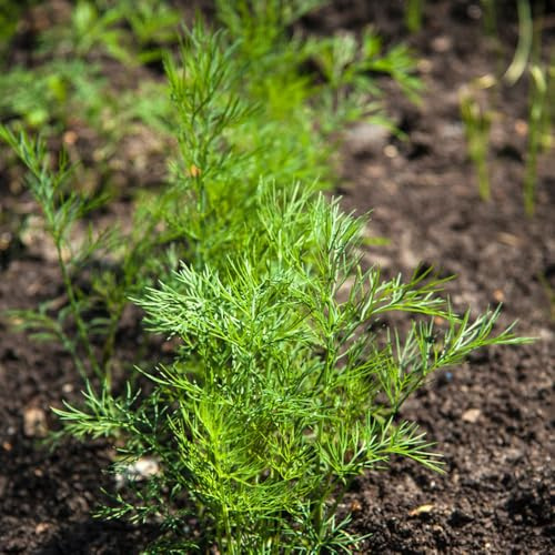 Semi di aneto - semi di verdi biologiche per giardinieri coltivazione giardino resistenti per 750pcs