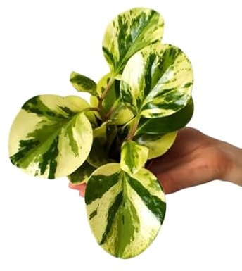 Peperomia Variegata Planta Natural de Interior - Fácil de Mantener