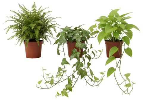 Trío Colgante DECOALIVE Helecho, Potho y Hiedra Naturales Toque Selvático en tu Casa