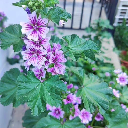 semi di malva selvatica - resistenti giardino rocciose appartamento esotiche 150pcs