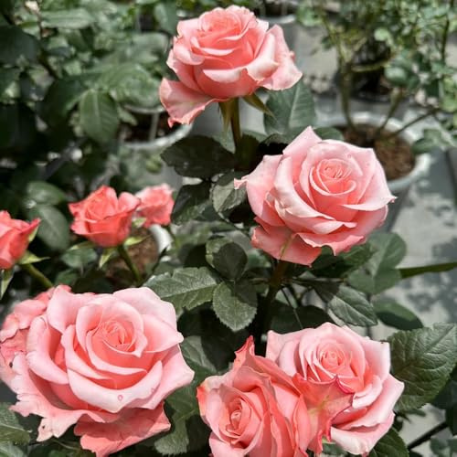 Semillas de rosal trepador, resistente y fragante decorativas, cortadas Decoración de jardín para exteriores, balcón, raras, decoración 75pcs