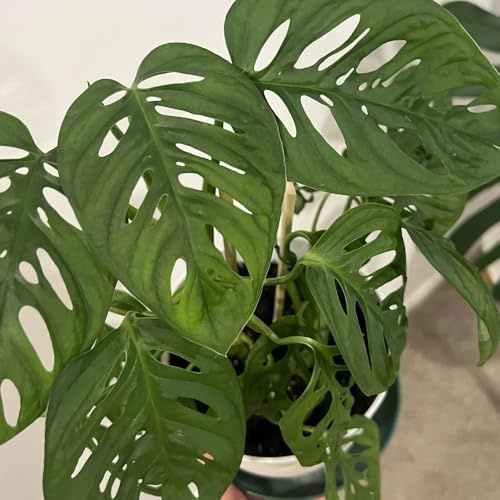 semillas de monstera raras, jardín, Variedades antiguas, resistentes. perennes, 220pcs