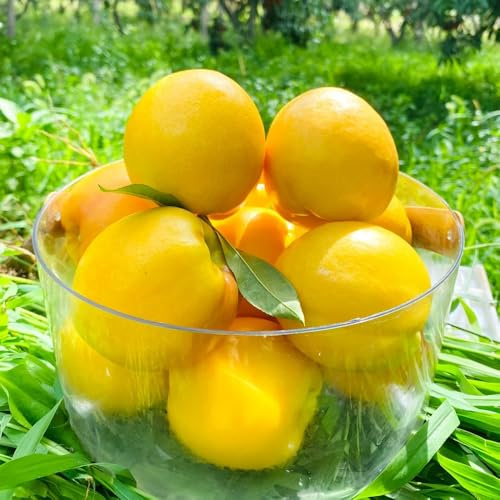 Semi di nettarina, da frutto frutteto vecchie varietà serre da balcone frutto nani resistenti semi di giardino roccioso rari giardino 6pcs