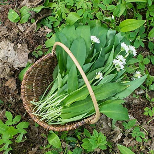 ajo silvestre prado de silvestres, siembra de otoño, perenne ajo silvestre semillas jardín balcón parterre semillas 500pcs