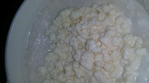 Live Organic Milk Kefir Grains by Priddyfair Nutrition