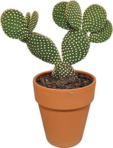 Cactus Pala con Maceta de Cerámica | DECOALIVE | Opuntia Microdasys | Altura ± 30cm | Cactus Exterior e Interior