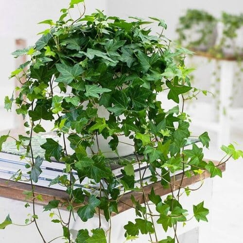 60 semi di edera verde