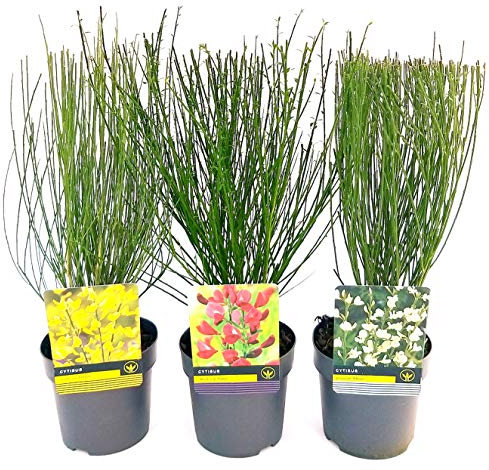 POWERS TO FLOWERS - GINESTRA TRIS, BIANCA, ROSSA e GIALLA, pianta vera