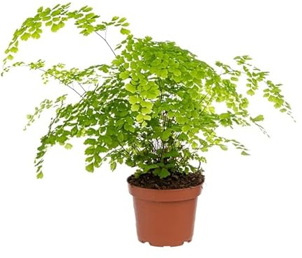 Adiantum Natural Planta para Cultivo Exterior o interior Ideal para Principiantes