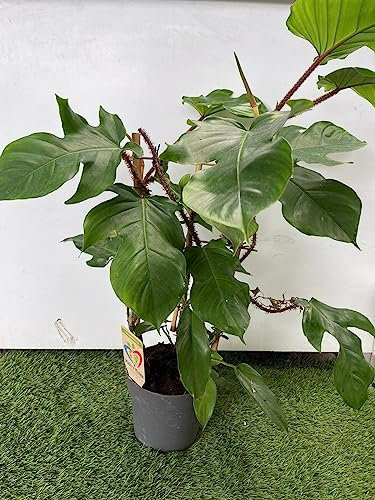 VIVAIO GARDEN FOREST Philodendron Squamiferum pianta da appartamento rampicante, sempreverde tropicale con foglie grandi a 5 lobi e steli rossastri, ideale da interno