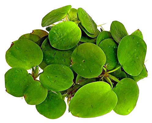 Aquarium Fan - 3 x große Amazonas-Frogbit/Limnobium laevigatum/lebende Aquarium-Pflanzen